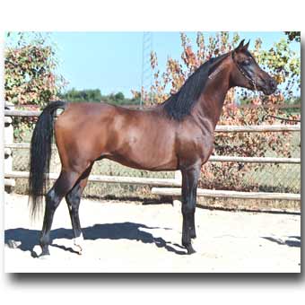 Araberpferde, Vollblutaraber, Arabergestüt, Enserhof Vollblutaraber